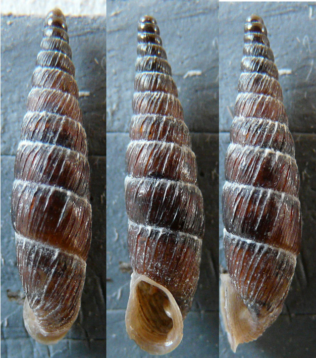 Charpentieria stenzii